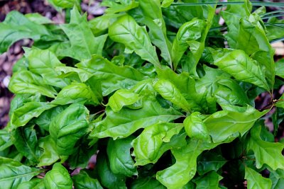 Quercus pallustris 'Isabel' - dub bahenní - jarní listy